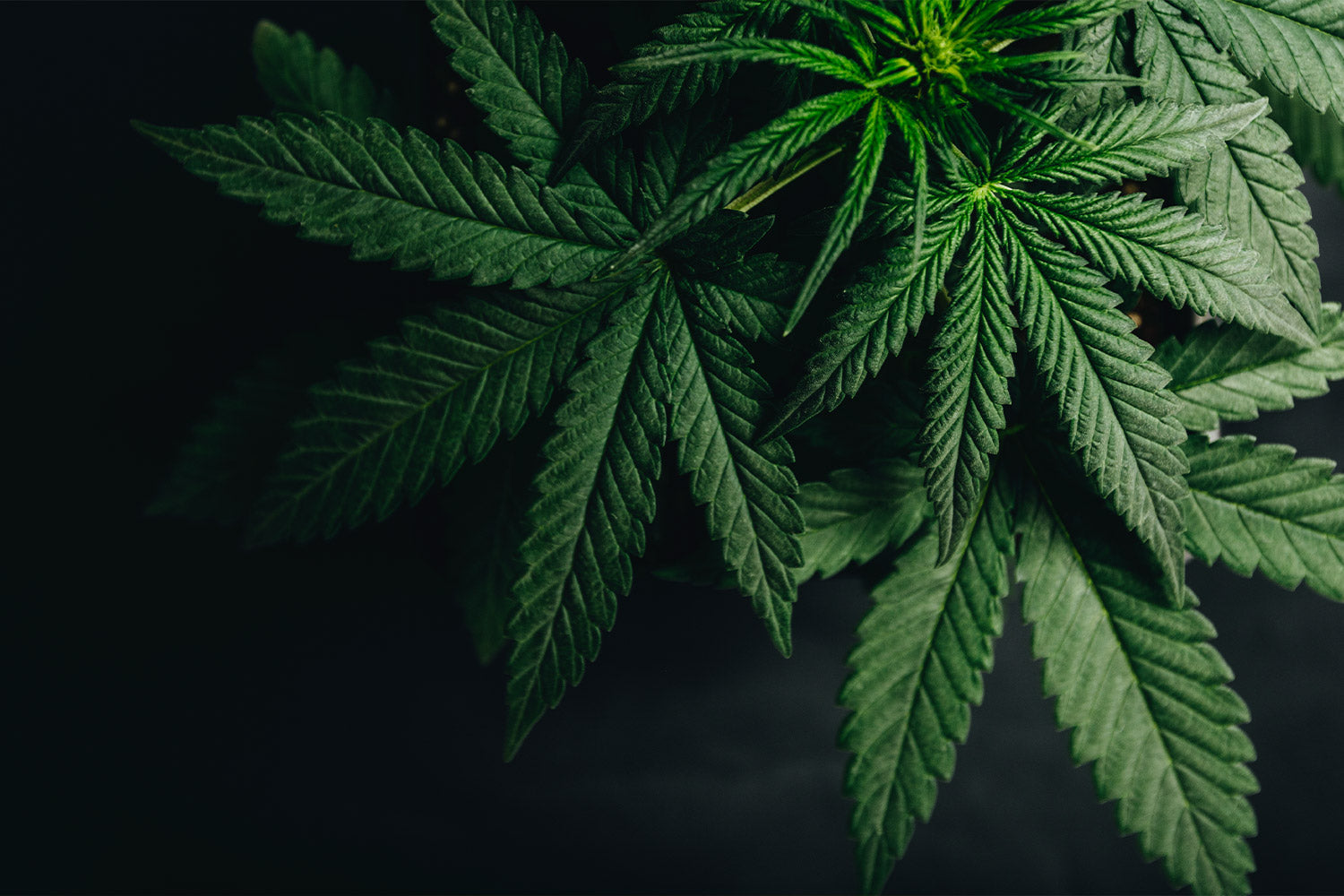 How Cannabis Was First Used